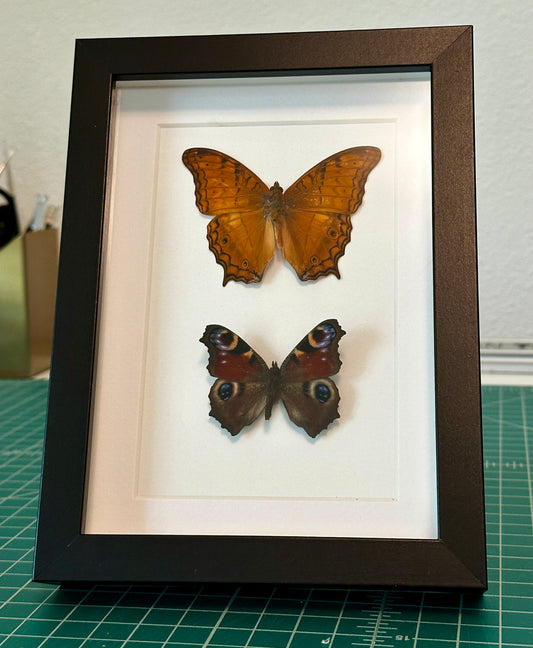 Cruiser and European Peacock Butterflies