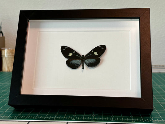Doris Longwing Butterfly