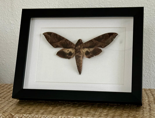 Eumorpha Obliquus Moth