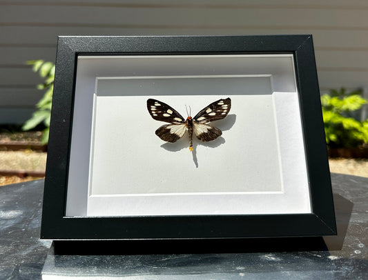 Marcrobrochis Gigas Moth