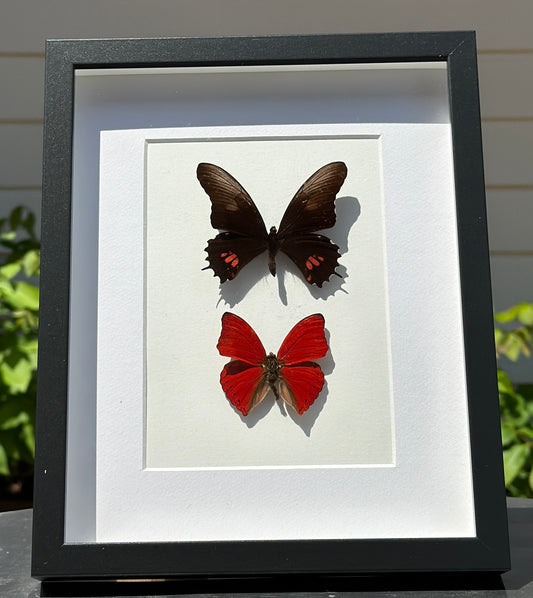 Red Glider and Papilio Isidorus Butterflies