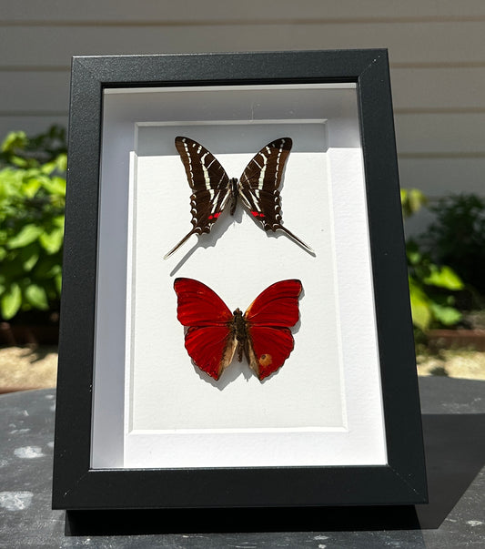 Red Glider and Zebra Swallowtail Butterflies