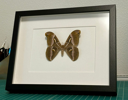 Ailanthus Silk Moth