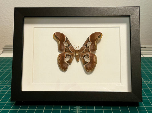 Cincta Silk Moth