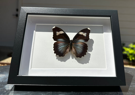 Forester Butterfly