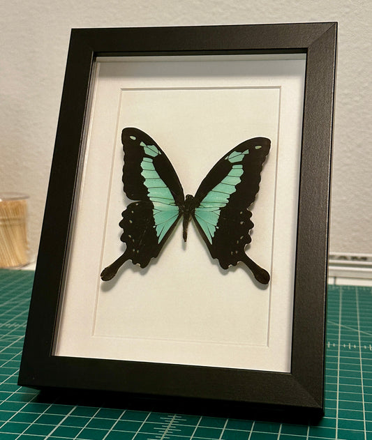 Green Apple Swallowtail Butterfly