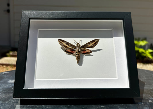 Hummingbird Moth