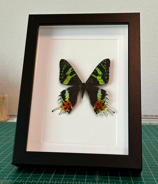 Madagascan Sunset Moth