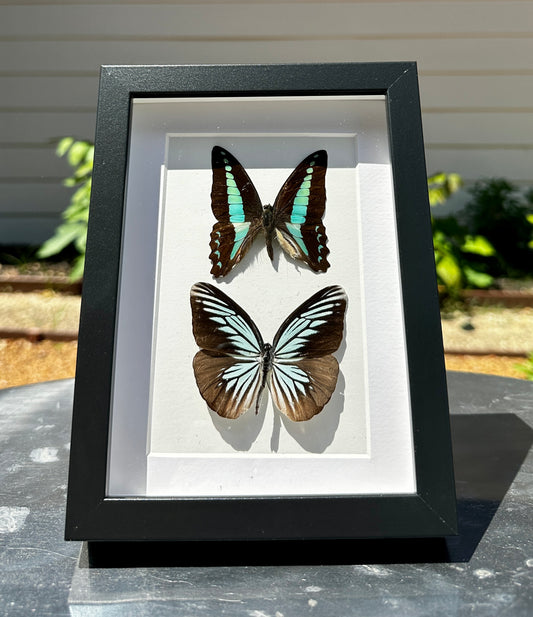 Blue Wonderer and Great Jay Butterfly