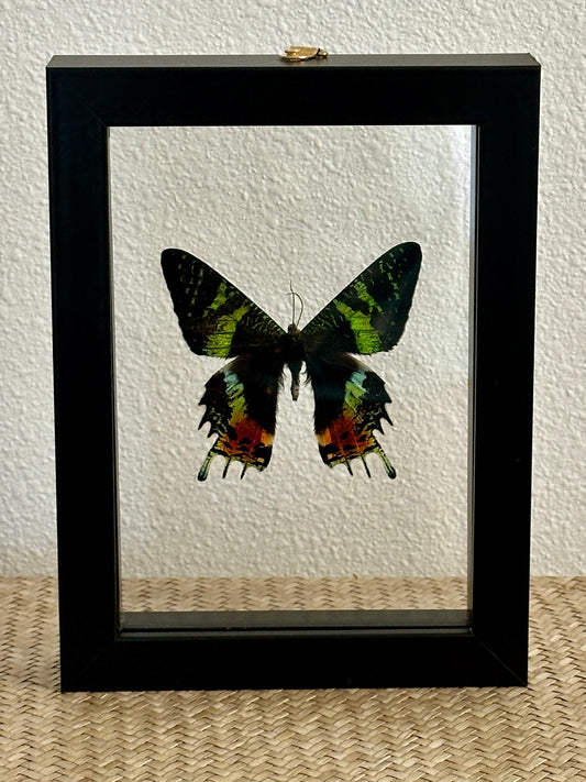 Madagascan Sunset Moth in floating frame