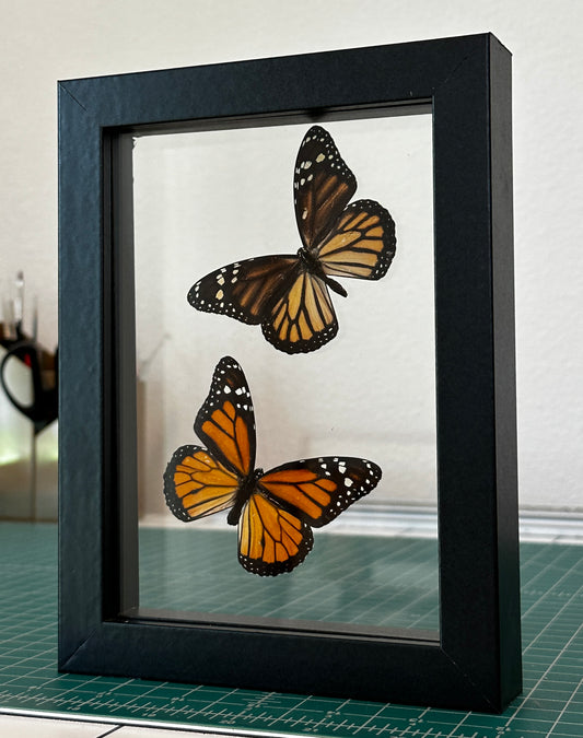 Two Monarch Butterflies in floating frame