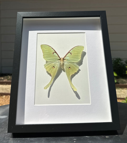 Luna Moth