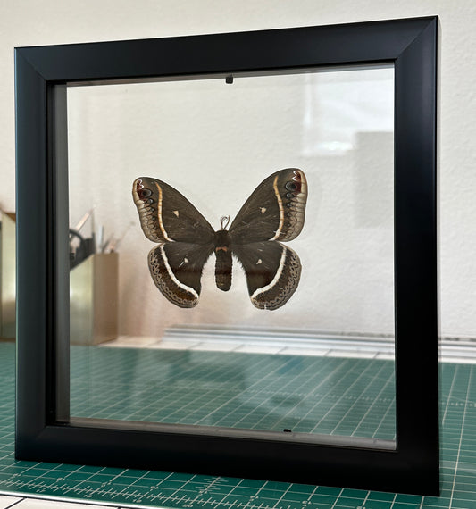 Calleta Silkmoth