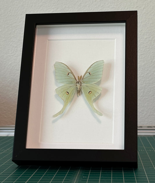 Luna Moth
