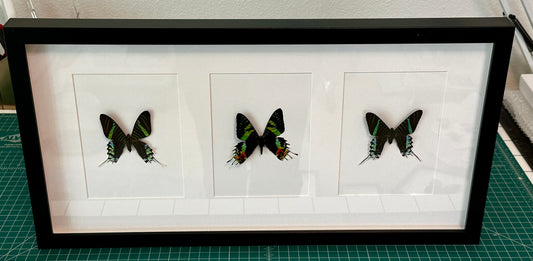 Two Green-Banded Uranias and a Madagascar Sunset Moth