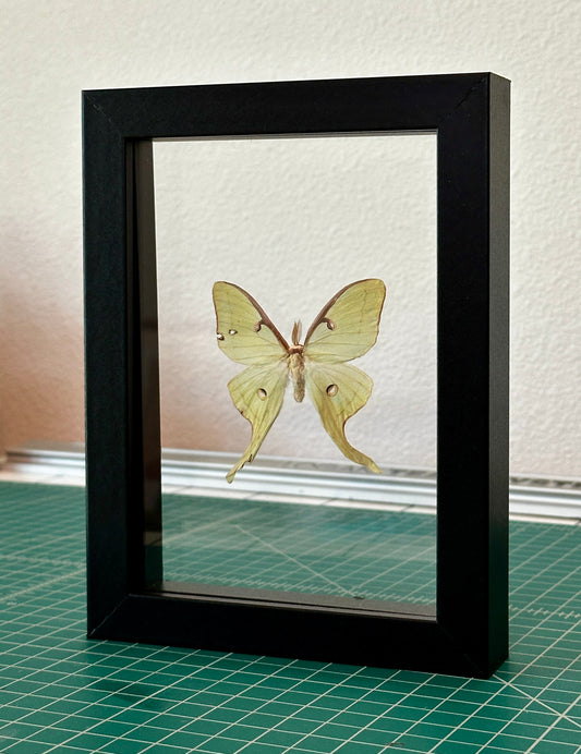 Kintsugi Luna Moth in Floating Frame