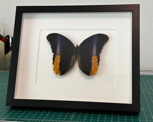Yellow Edged Giant Owl Butterfly